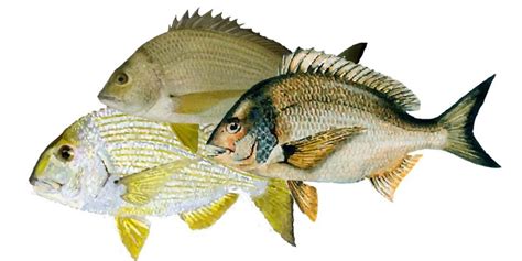 Bream, Where to catch Bream - Fishing Spots