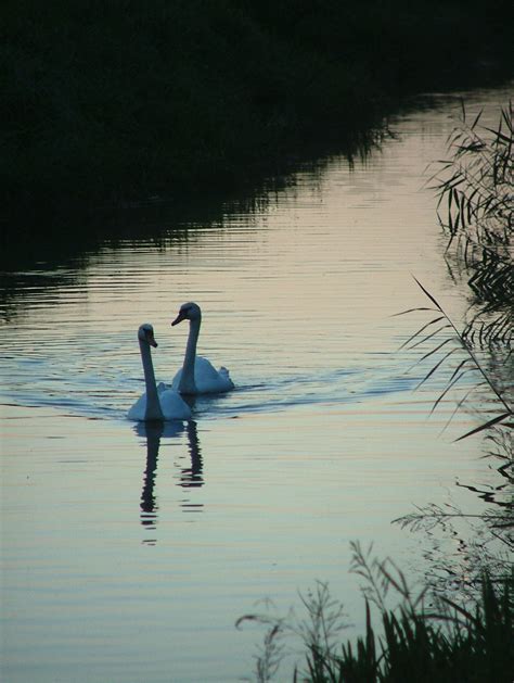 Louth Navigation Canal | Wild Swimming - outdoors in rivers, lakes and the sea