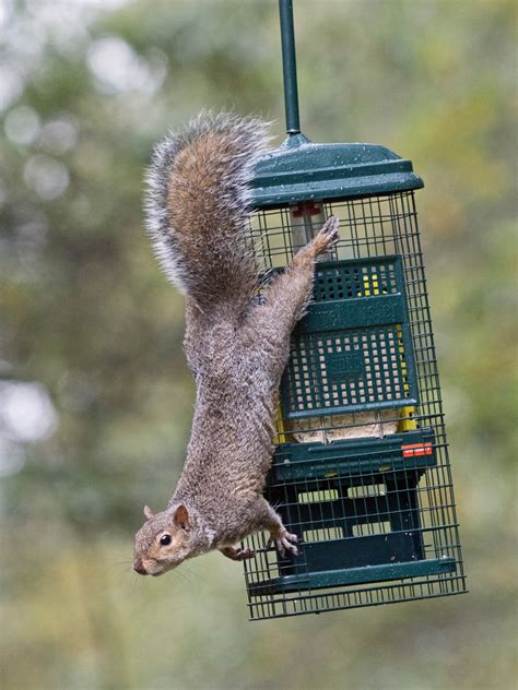 The Squirrel Buster Suet | 100% Squirrel-Proof Bird Feeder