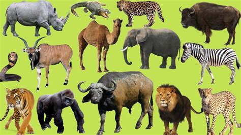 The Most Fascinating Animal Names and Sounds for Kids - YouTube