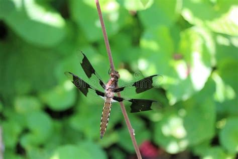 Black Dragonfly Sitting On Cyperus Rotundus Stock Photo - Image of ...