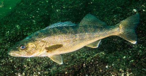 Zander vs Walleye: Differences Explained - eatingthewild.com