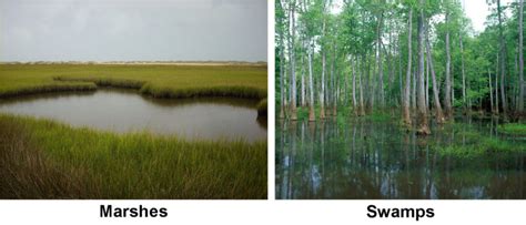 Wetlands | Physical Geography
