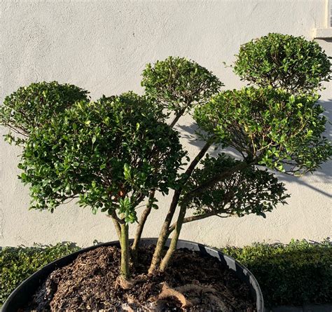 Ilex crenata Bonsai – Caragh Nurseries