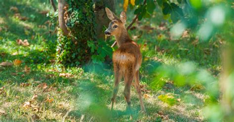 Homemade Deer Repellent Recipe - Bios Pics