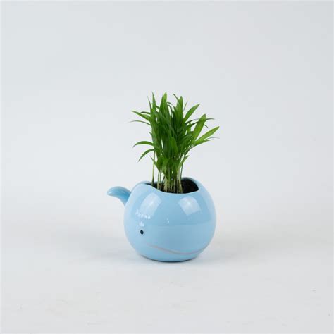 Whale Pot With Mini Indoor Plant Pink Blue White Planter - Etsy