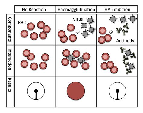 An Optimized Hemagglutination Inhibition (HI) Assay to Quantify Influenza-specific Antibody ...