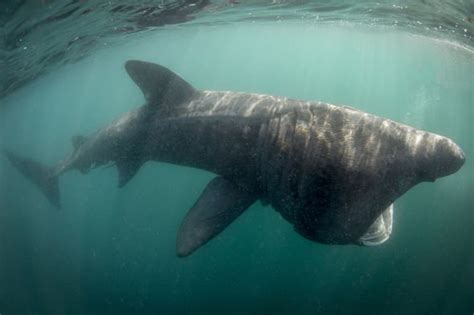 Watch two huge basking sharks swimming among stunned beachgoers in Irish sea | Carmon Report