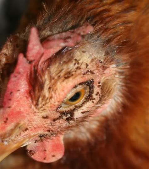 Itchin' Chickens: Mites and Lice | Chickens backyard, Mites on chickens