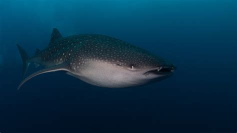 Best Scuba Diving in the Maldives • Scuba Diver Life