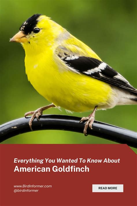 American Goldfinch: Bird ID, Habits, Facts, Nesting | Goldfinch, Bird ...