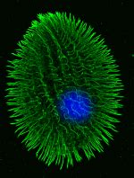 Tetrahymena Genome Project