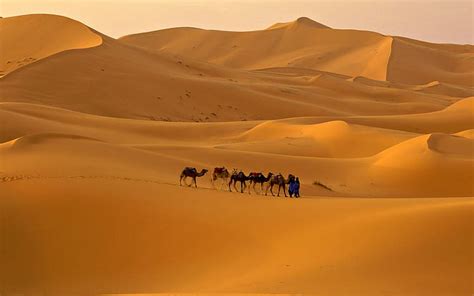 Camel caravan 1080P, 2K, 4K, 5K HD wallpapers free download | Wallpaper Flare