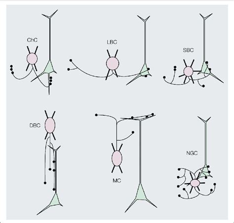 | Six distinct morphological types of interneurons. Diagrams showing ...