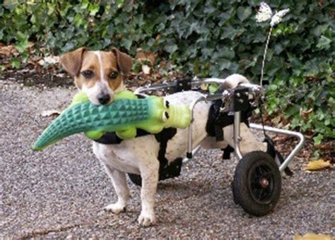 Ten Disabled but Very Inspirational Animals in Wheelchairs