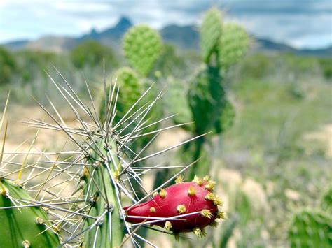 Opuntia Venezuela Plant · Free photo on Pixabay