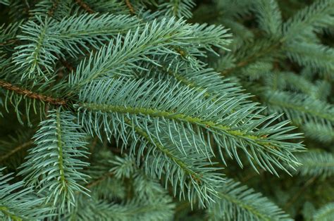 A Visual Guide to Spruce Tree Identification