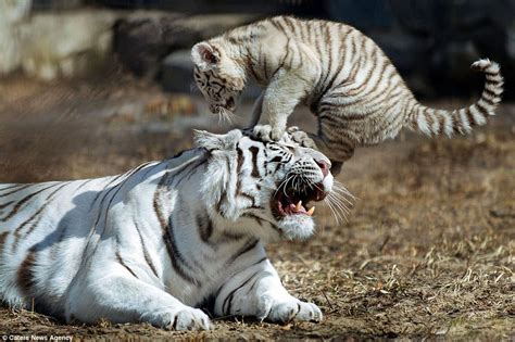 Tiger Cub Annoys His Mom In First Appearance