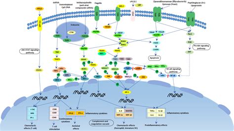 Toll-like receptor signaling pathway - CUSABIO