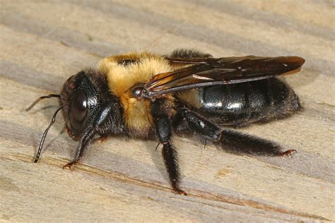 The good and the bad of carpenter bees: Can we get along? – Maryland Grows