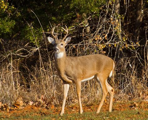 Cross Timbers buck | A young six-point buck in the Cross Tim… | Flickr