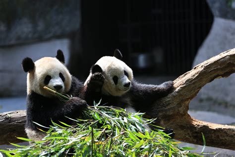 Progress Made on the Giant Panda National Park in China | The Emerald ...