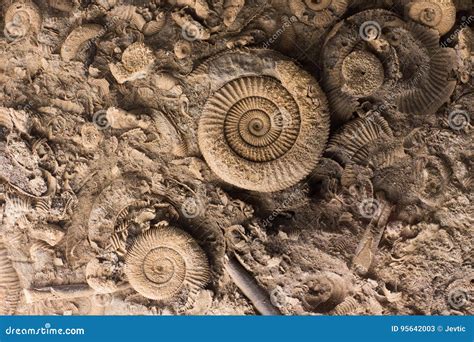 Fossils in rock stock image. Image of ground, archeology - 95642003