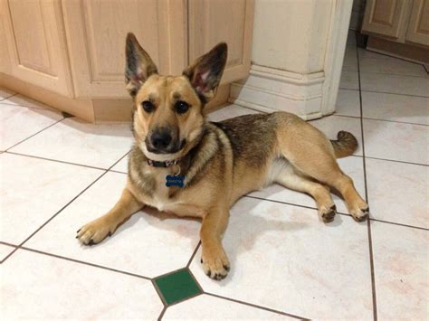 Corgi German shepherd mix kenmerken, uiterlijk en foto ' s | Good Mood