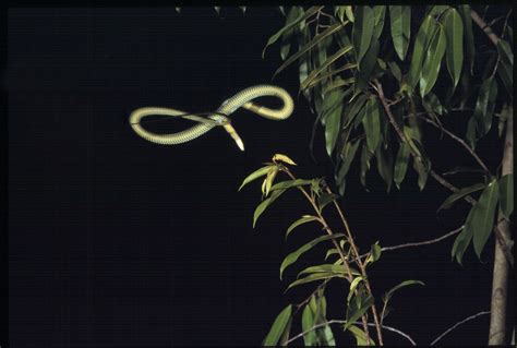 Flying Snakes : Video of Serpent Slithering across the Sky Gives Clues ...