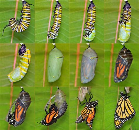 Metamorphoses: the life cycles of butterflies, bugs and bees | Master ...