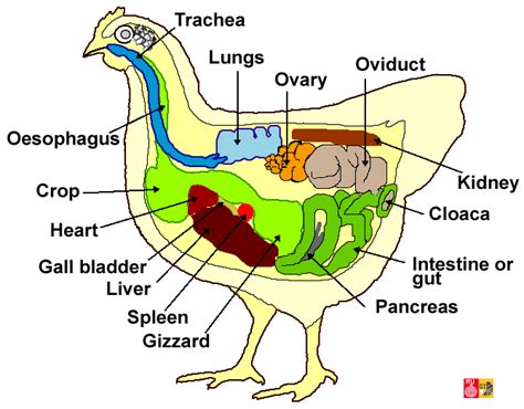 Hen Anatomy Question | BackYard Chickens - Learn How to Raise Chickens