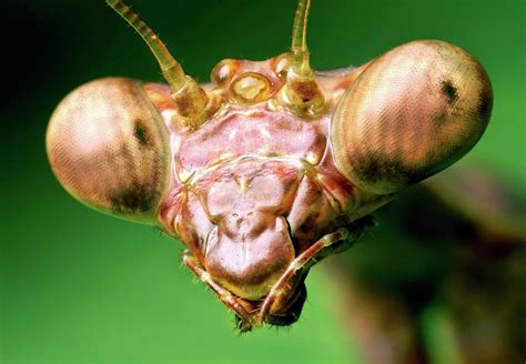 Carolina Mantis Photograph by Thomas Shahan/science Photo Library - Pixels