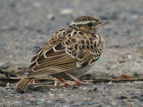 ševa krunica - eBird