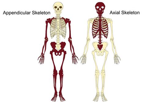 The Axial & Appendicular Skeleton | The Skeleton & Bones | Anatomy & Physiology