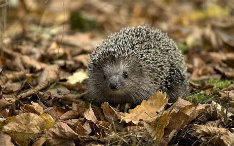 Download Animal Hedgehog HD Wallpaper