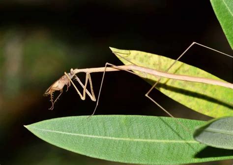 Stick Insect Behaviour - AnimalBehaviorCorner