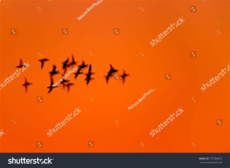 Flying Birds Sunset Background Stock Photo 779786872 | Shutterstock