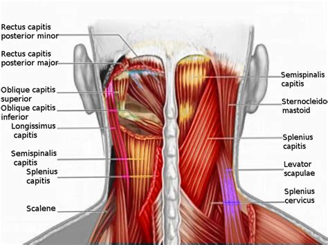 Muscles on Back Of Neck - Anatomy, Origin, Insertion, Action | Mobile P.