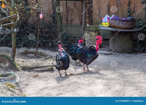 Transylvanian Naked Neck, Gallus Gallus Domesticus, the Turken, a ...