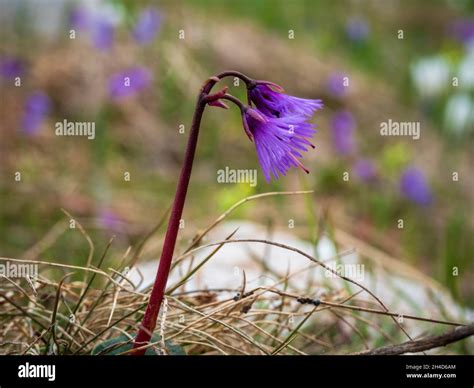 Italian Alps Wild Flowers at high elevation Stock Photo - Alamy