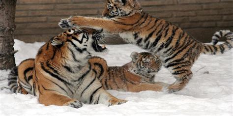 Reproduction-Panthera tigris