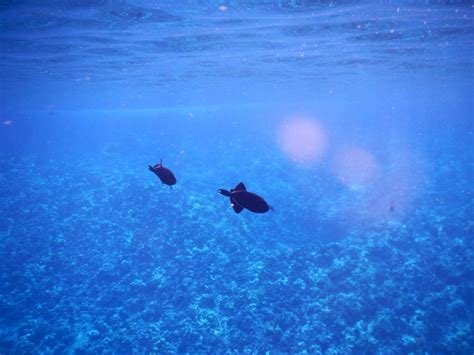 Molokini Crater Snorkeling | Credit Carrots