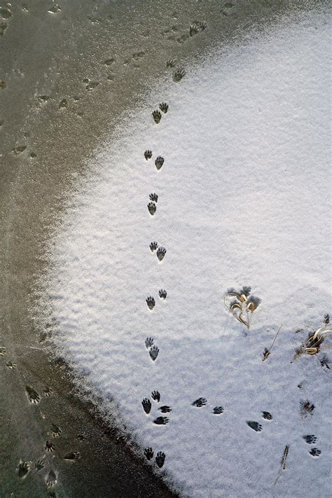 Raccoon Tracks On Palouse River Photograph by Jerry McCollum