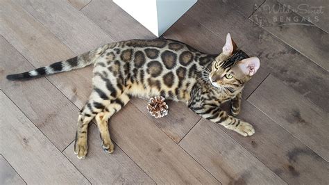 Brown & Orange Bengal Cats for Sale 🐈 | Wild & Sweet Bengals