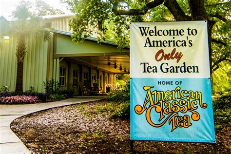 Charleston Tea Plantation (2024) | Admission, Hours and Photos