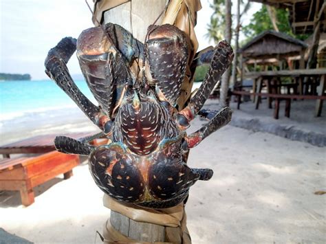 Giant Vanuatu Coconut Crabs - 10 Amazing Facts You Never Knew!