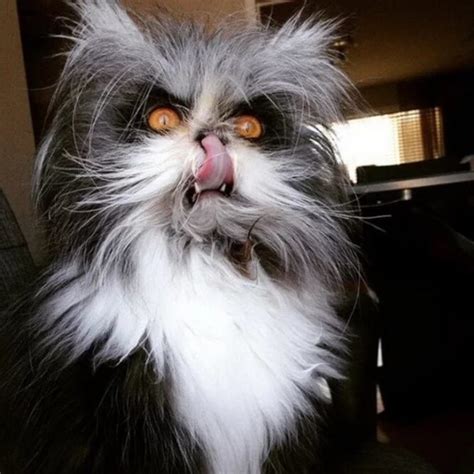 19 Angry Cats That You’ll Want To Stay Away From At All Costs – InnerStrengthZone.com