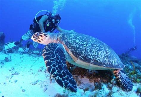 Cozumel: Dive Packages