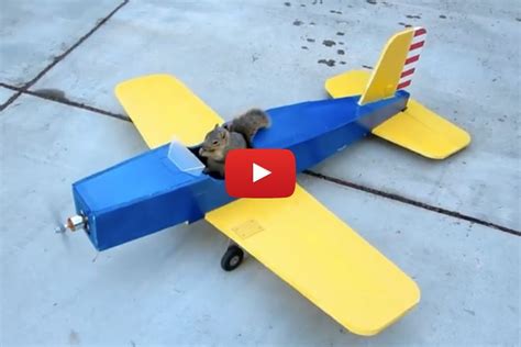 “Hold My Acorn”: Sneaky Squirrel “Steals” Airplane From Hobbyist - alt_driver