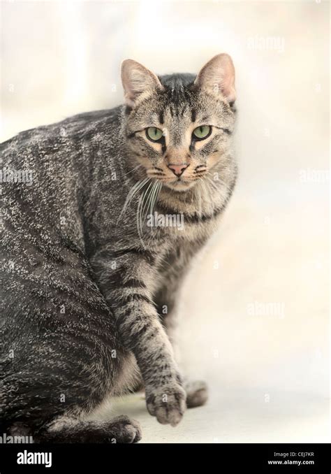 Male black tabby American Shorthair cat Stock Photo - Alamy